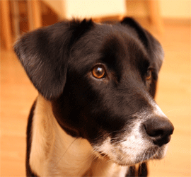Les conseils pour r�ussir l'�ducation de son chien - dressage, alimentation, voyage.