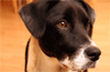 telecharger en ligne des videos de chiens