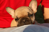 Photos de Bouledogue